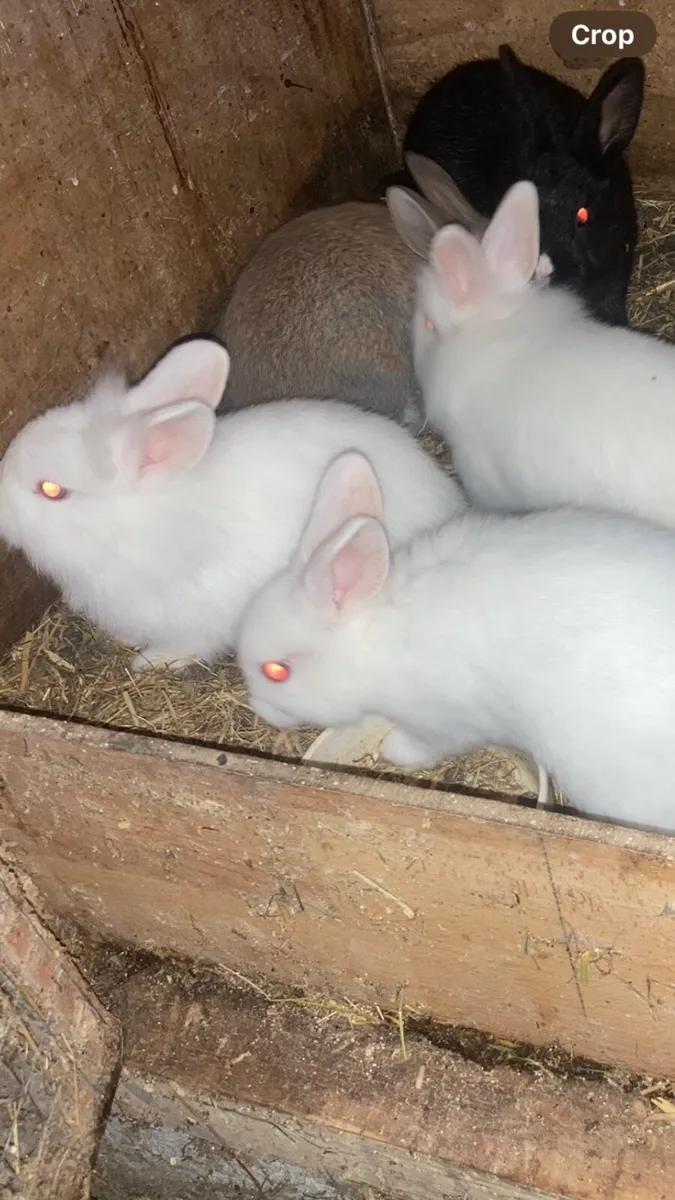 Rabbits - Image 2