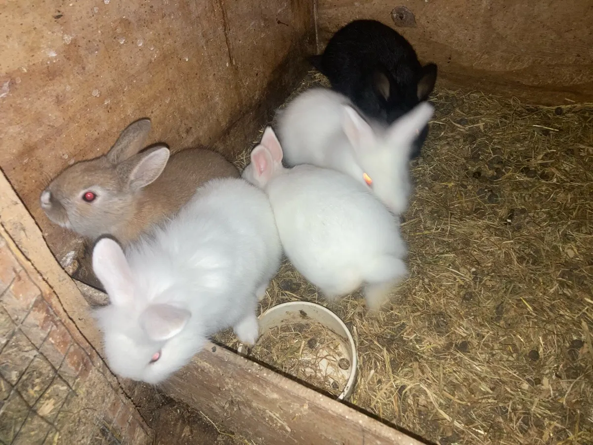 Rabbits - Image 3