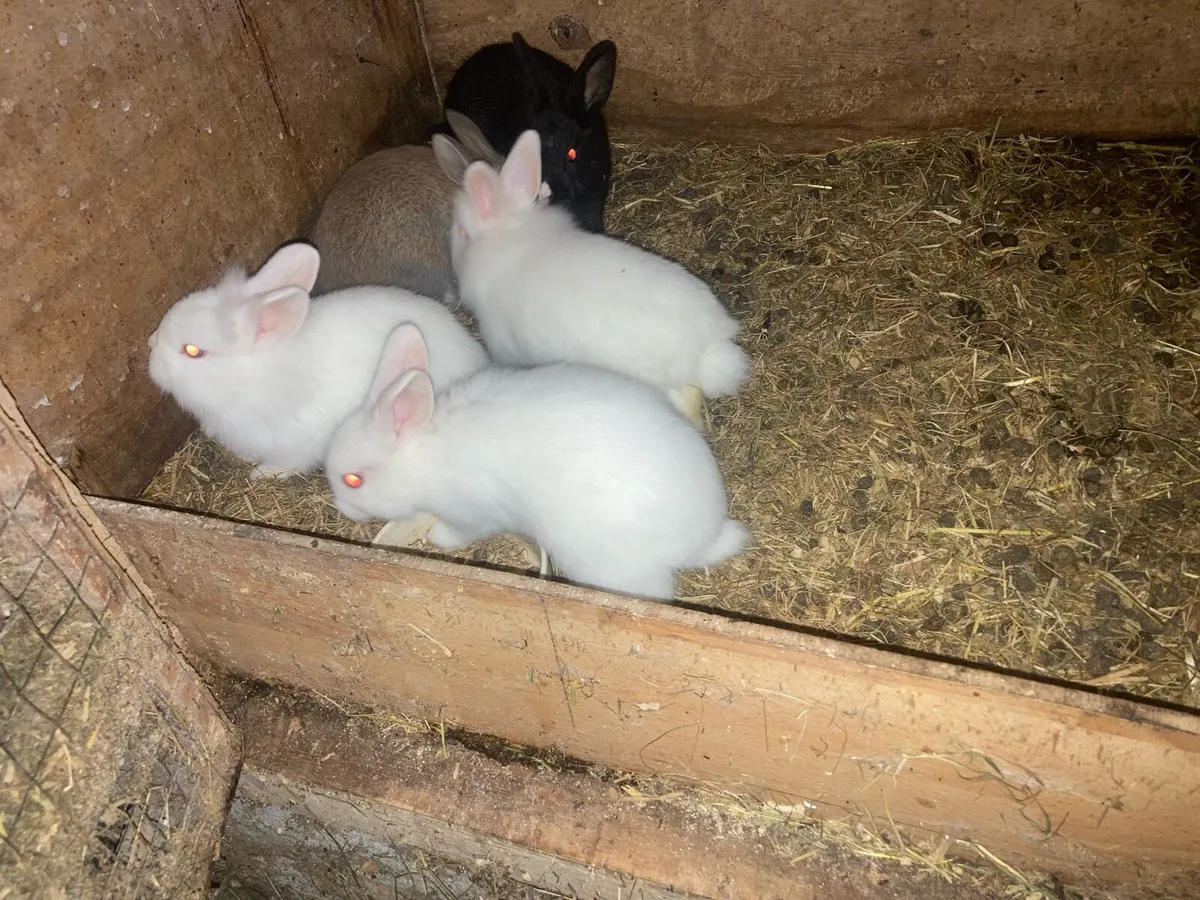 Rabbits - Image 4