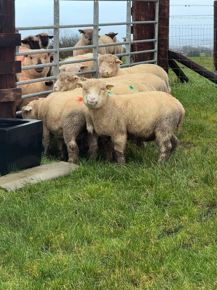 Dorset Ewe Lambs - Image 1