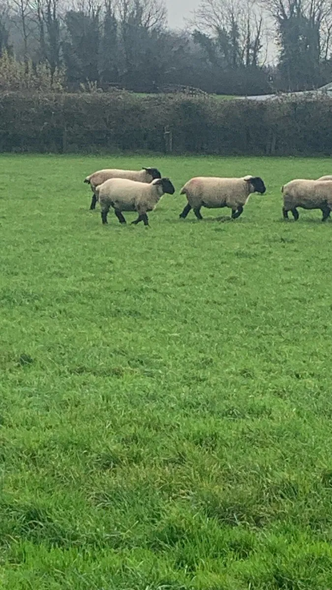 Purebred Suffolk and Charlollias sheep - Image 2