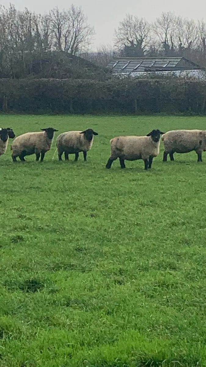 Purebred Suffolk and Charlollias sheep - Image 3