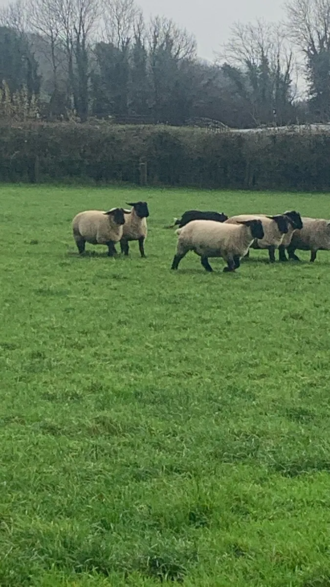 Purebred Suffolk and Charlollias sheep - Image 4