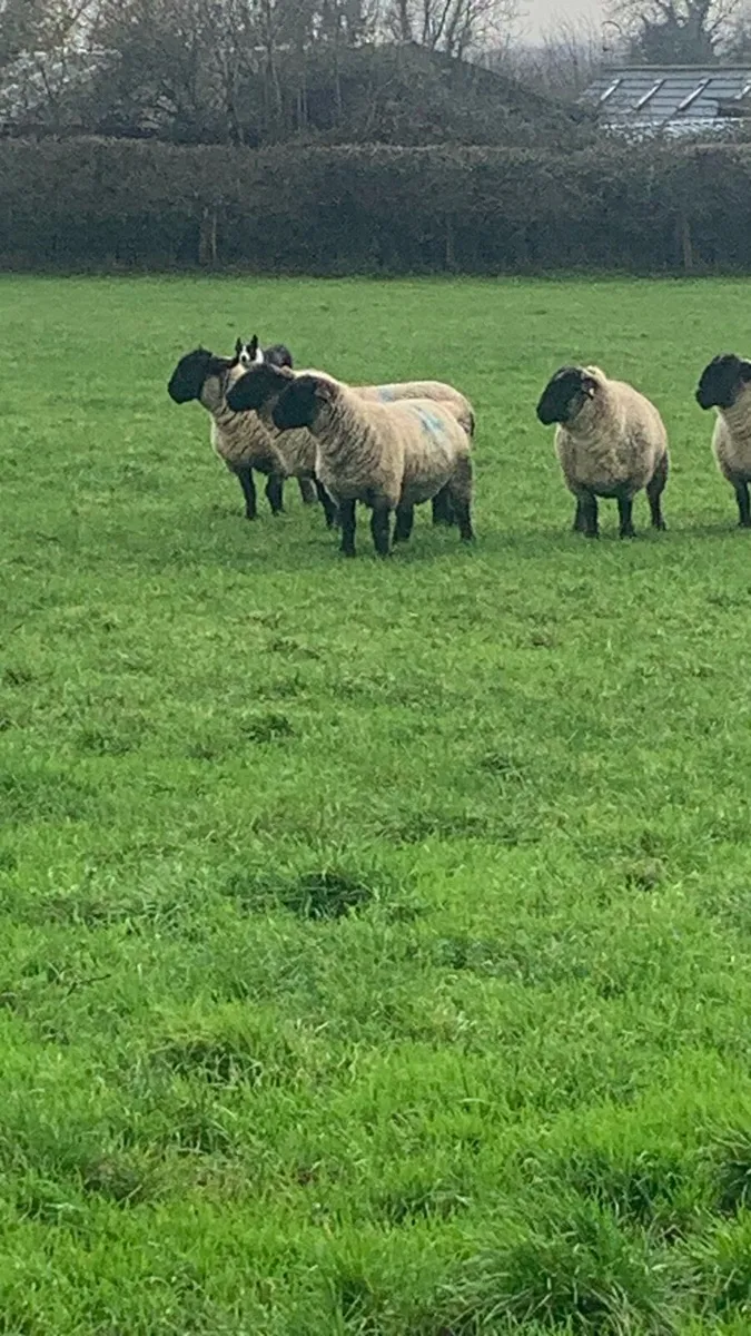 Purebred Suffolk and Charlollias sheep - Image 1