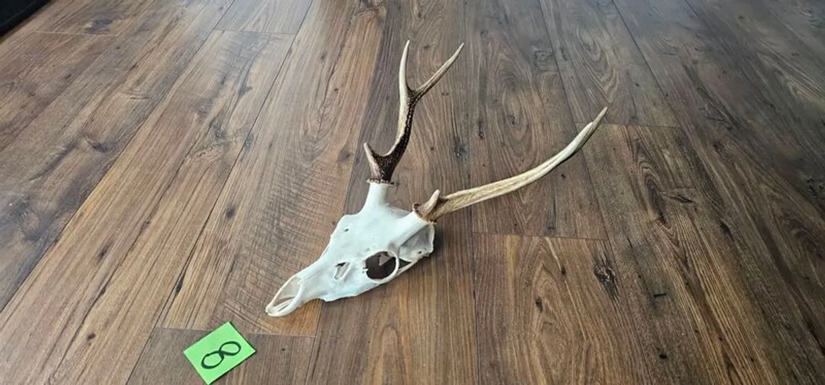 deer antler / skull  taxidermy - Image 1