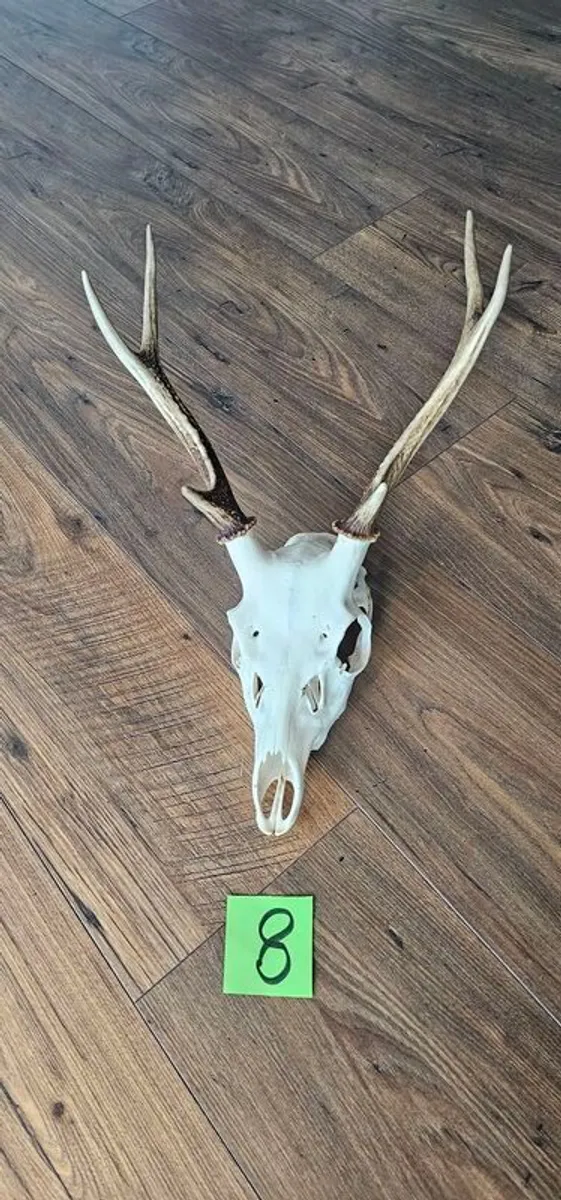 deer antler / skull  taxidermy - Image 2
