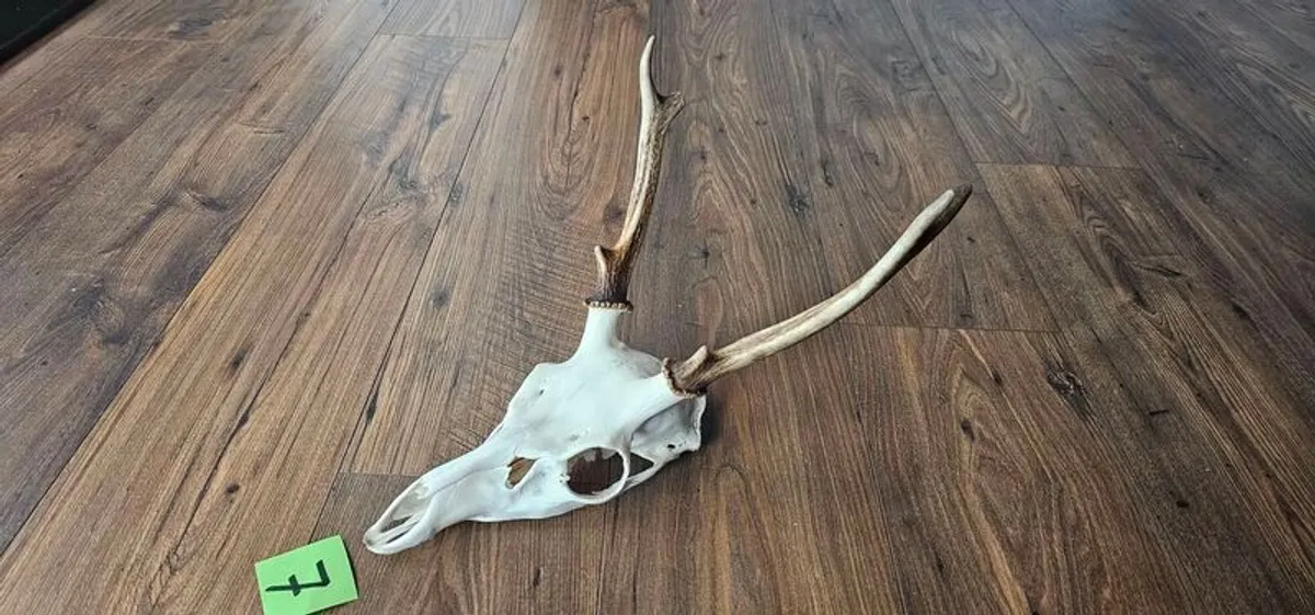 deer antler / skull  taxidermy - Image 3