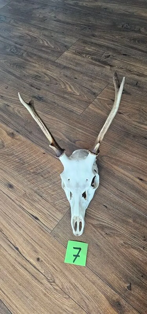 deer antler / skull  taxidermy - Image 4