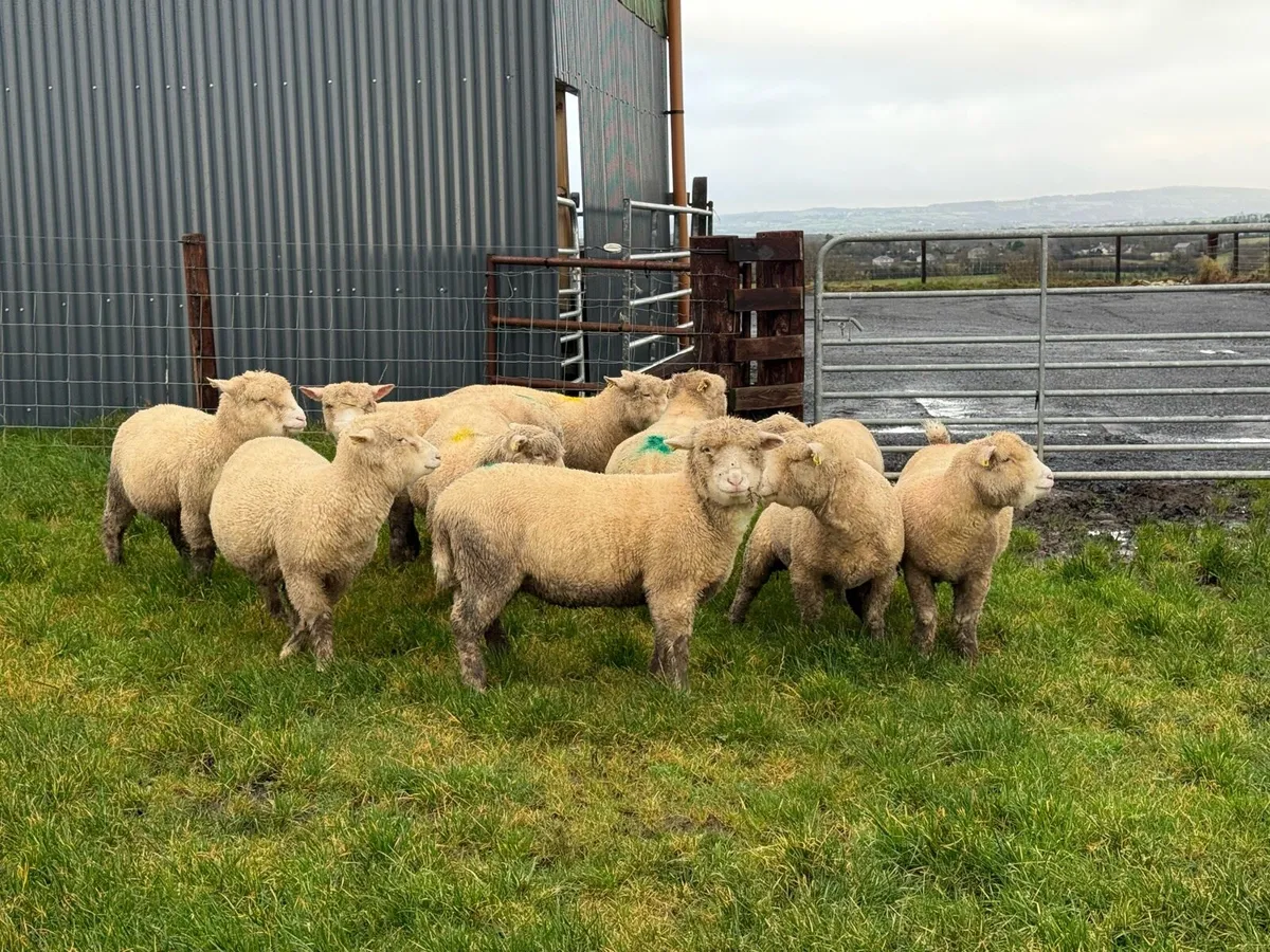 Dorset Ewe Lambs - Image 2