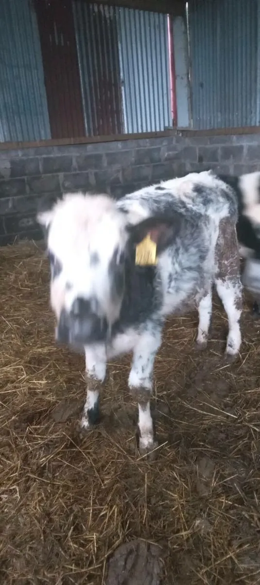 3 super Weanling heifers. (2 bb and 1 angus) - Image 1