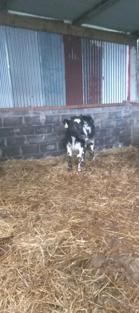 3 super Weanling heifers. (2 bb and 1 angus) - Image 2