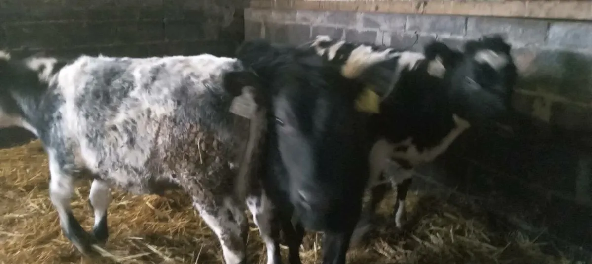 3 super Weanling heifers. (2 bb and 1 angus) - Image 3