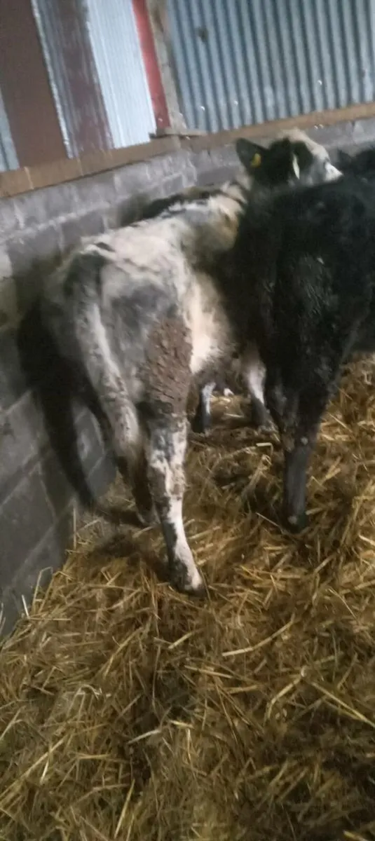 3 super Weanling heifers. (2 bb and 1 angus) - Image 4