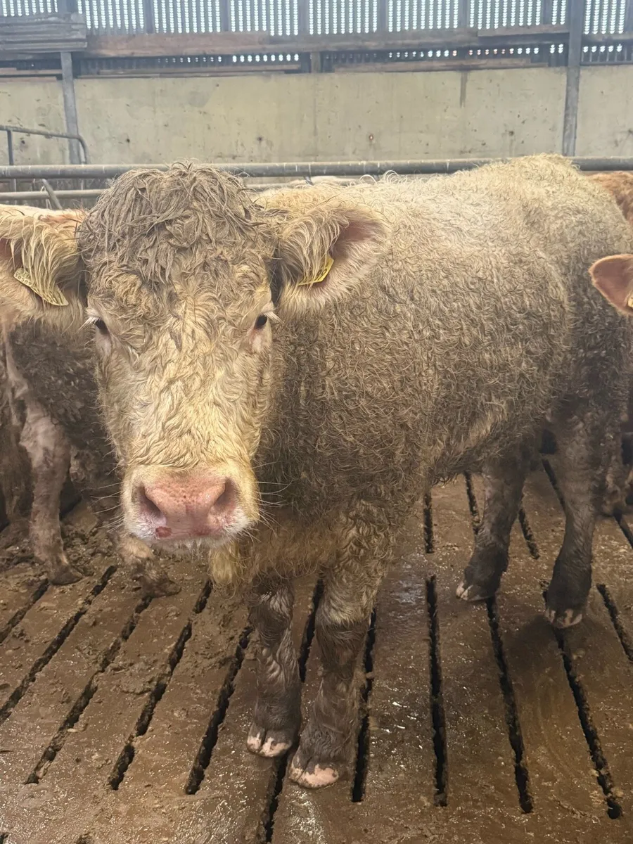 4 ⭐️ Charolise Heifer - Image 4