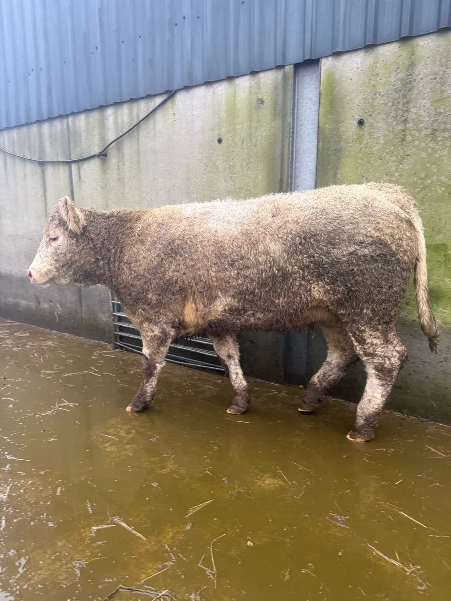 4 ⭐️ Charolise Heifer - Image 1