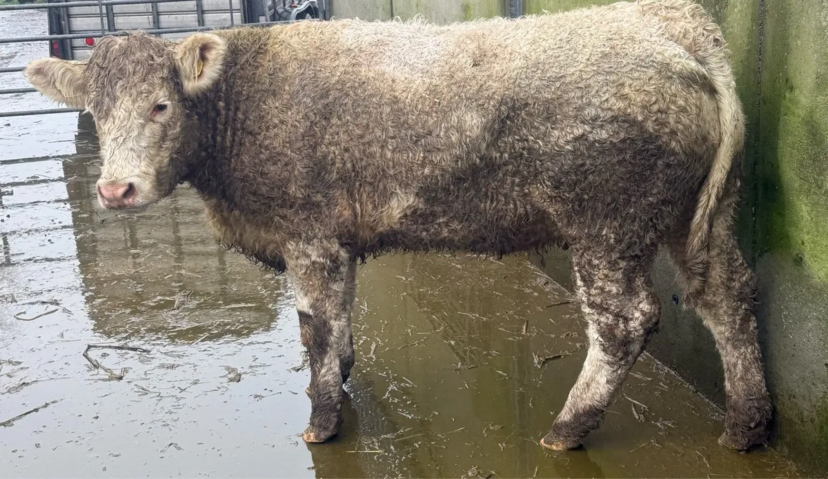 4 ⭐️ Charolise Heifer - Image 2