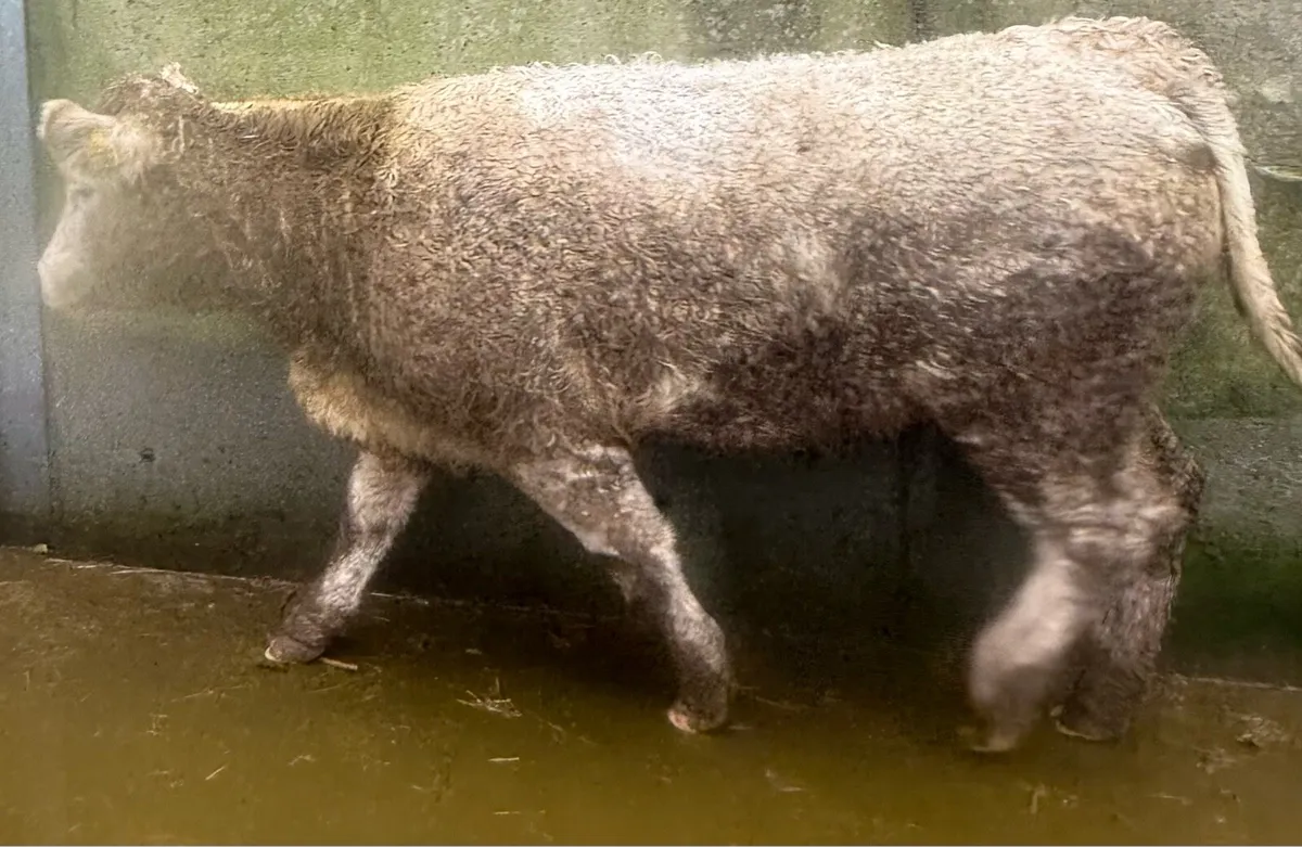 4 ⭐️ Charolise Heifer - Image 3