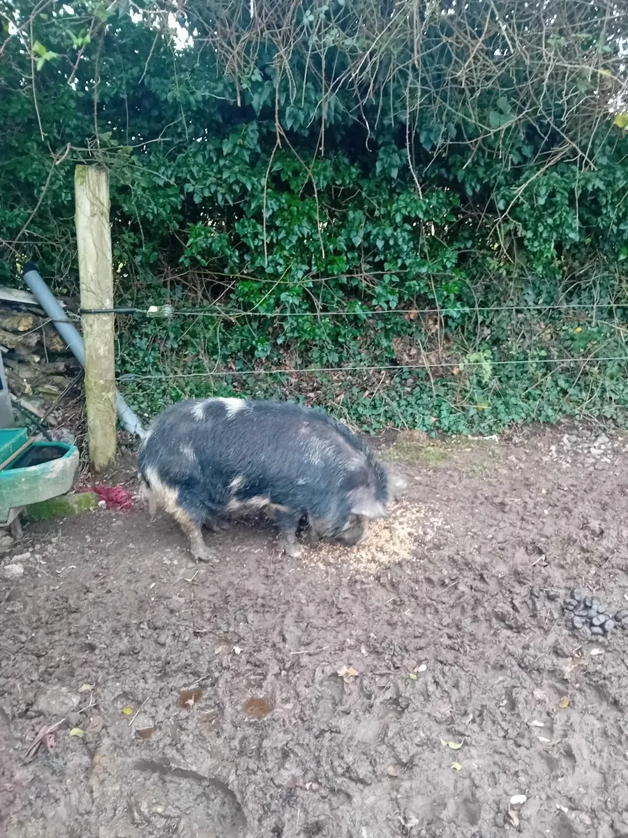 Kune kune boars - Image 1