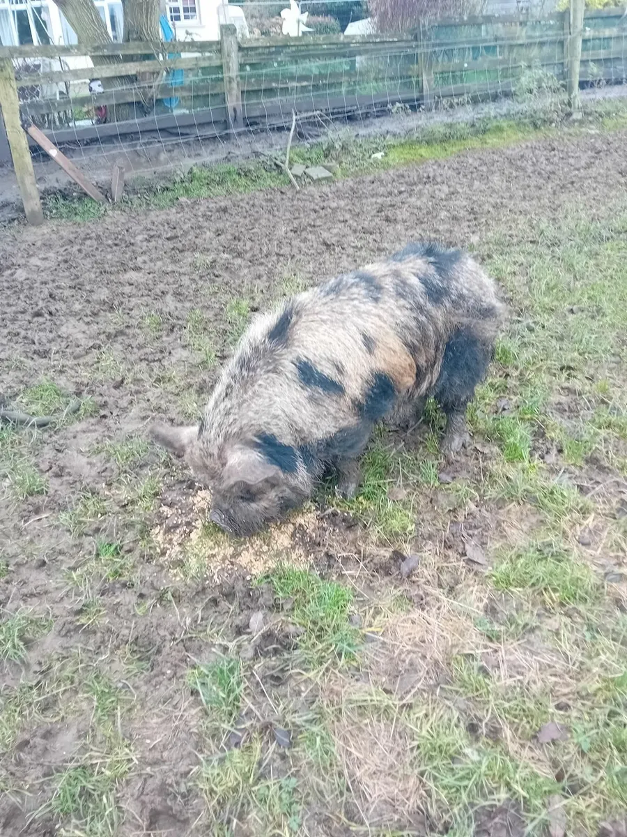 Kune kune boars - Image 2
