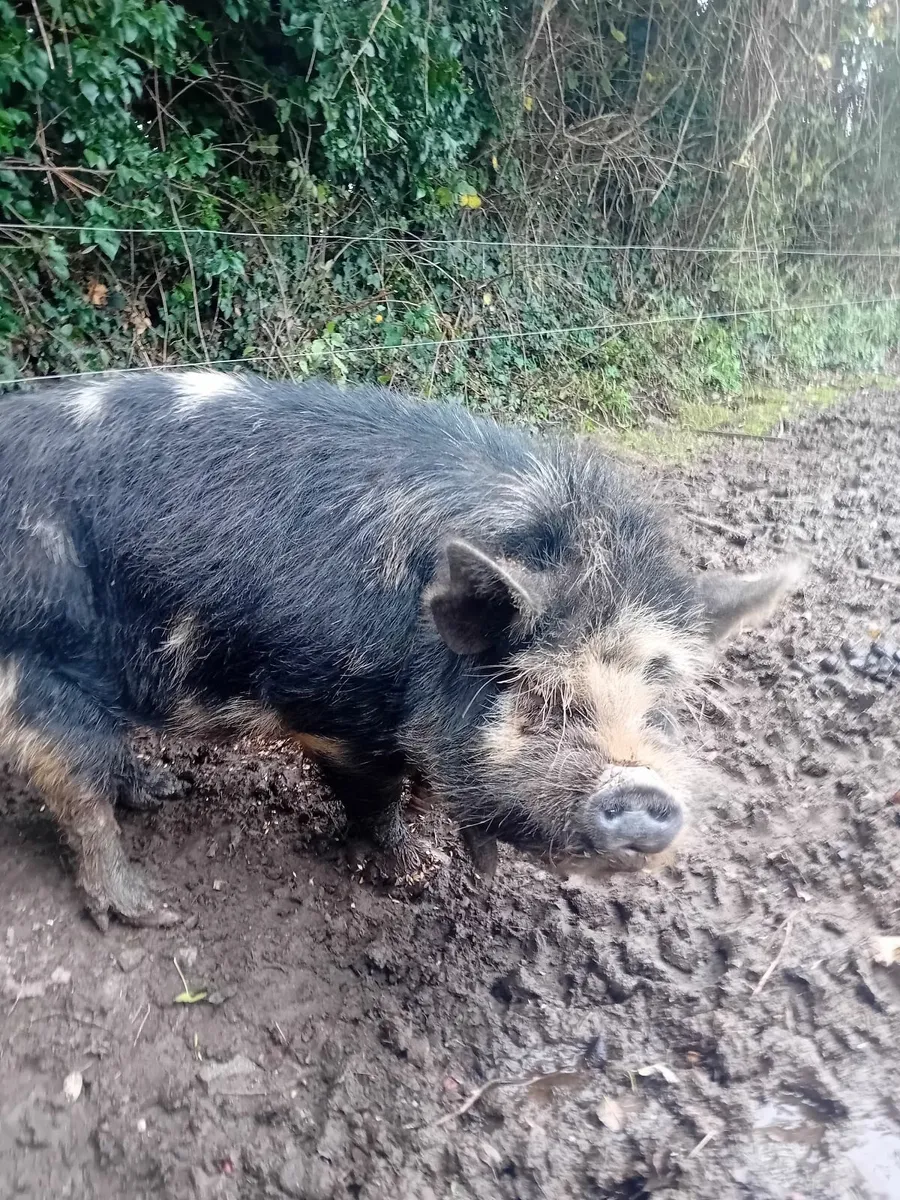 Kune kune boars - Image 3
