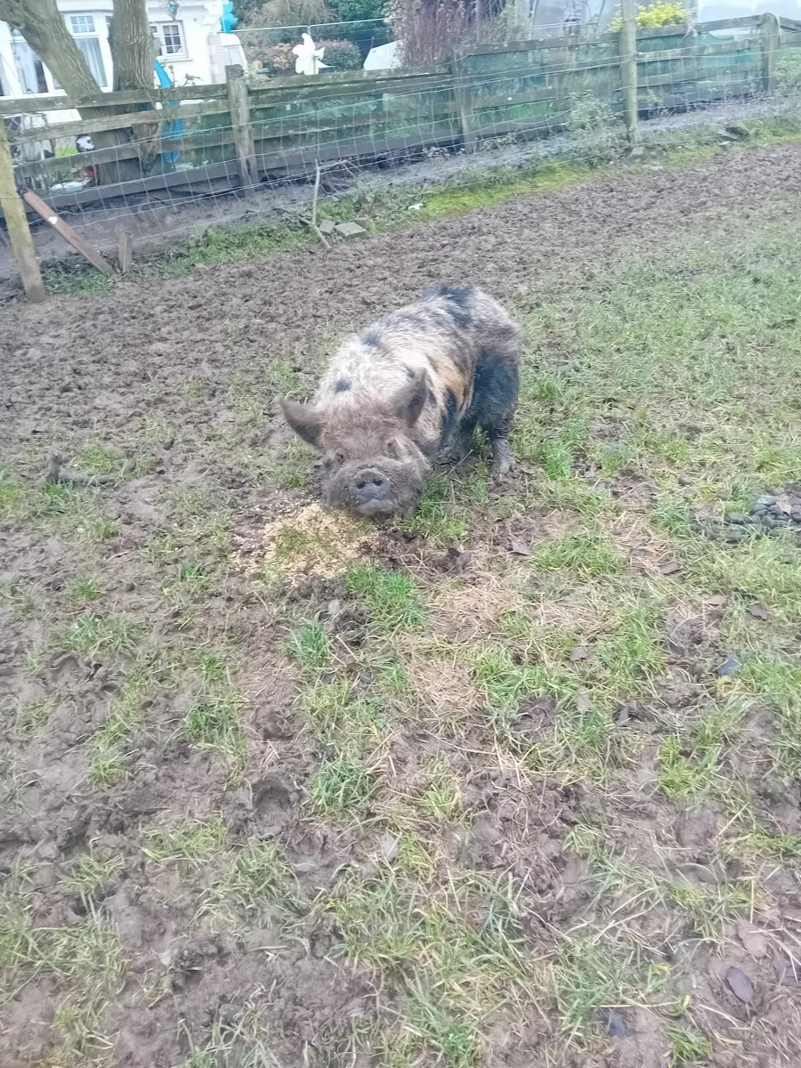 Kune kune boars - Image 4