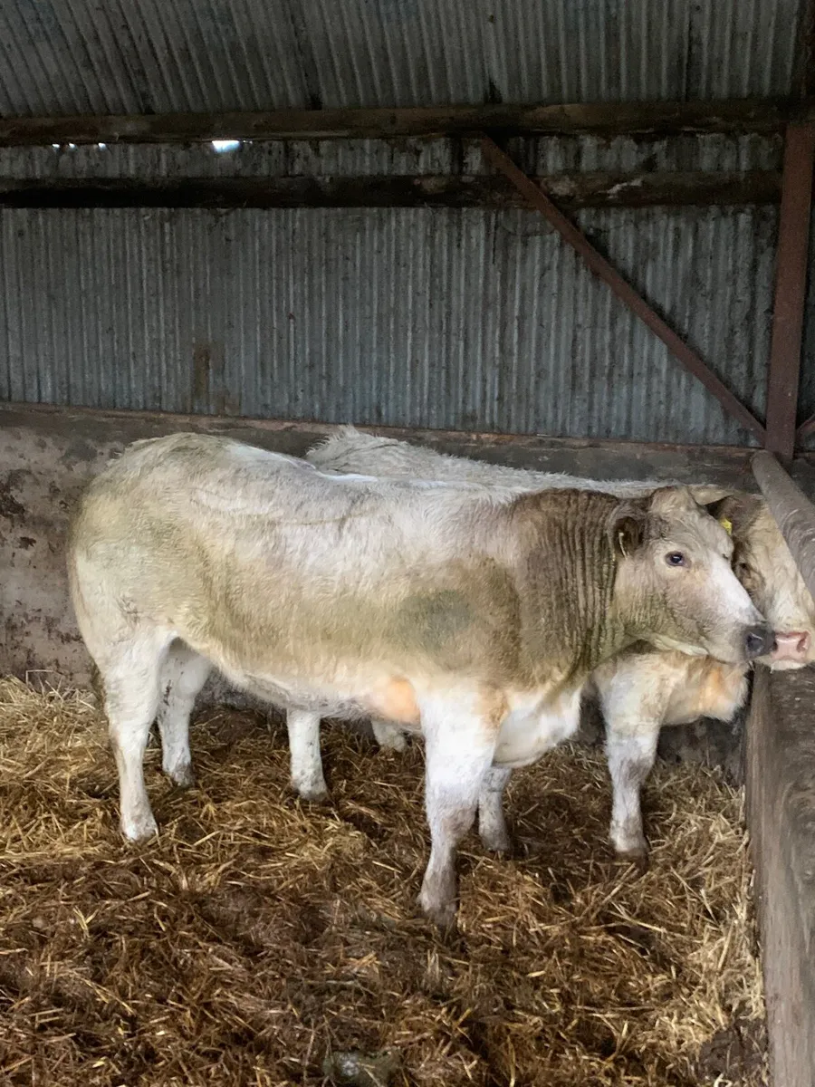 2 Top Quality BREEDING HEIFERS FOR SALE - Image 2
