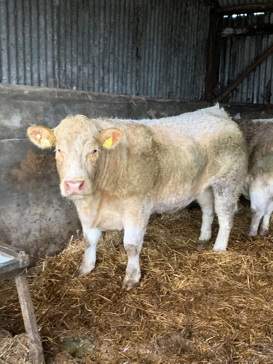 2 Top Quality BREEDING HEIFERS FOR SALE - Image 3