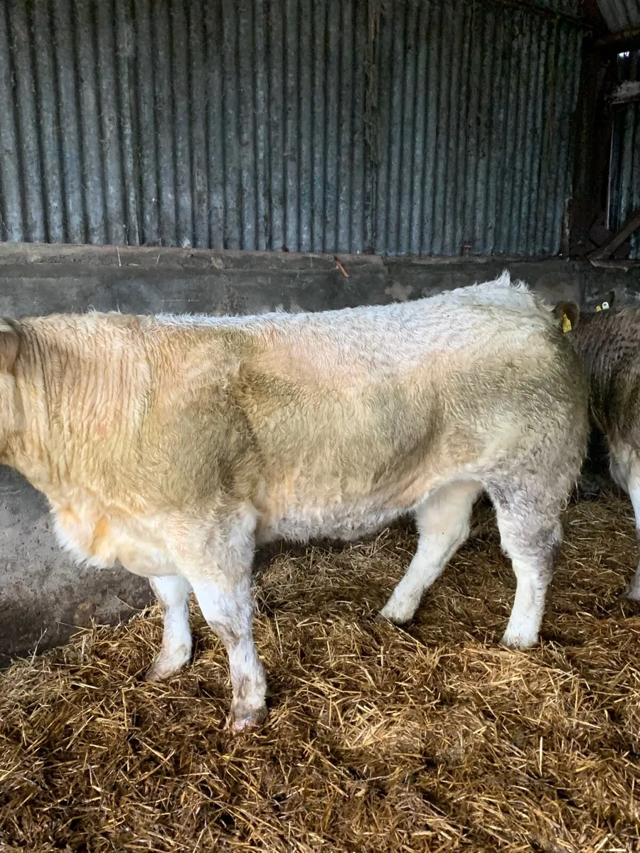 2 Top Quality BREEDING HEIFERS FOR SALE - Image 4
