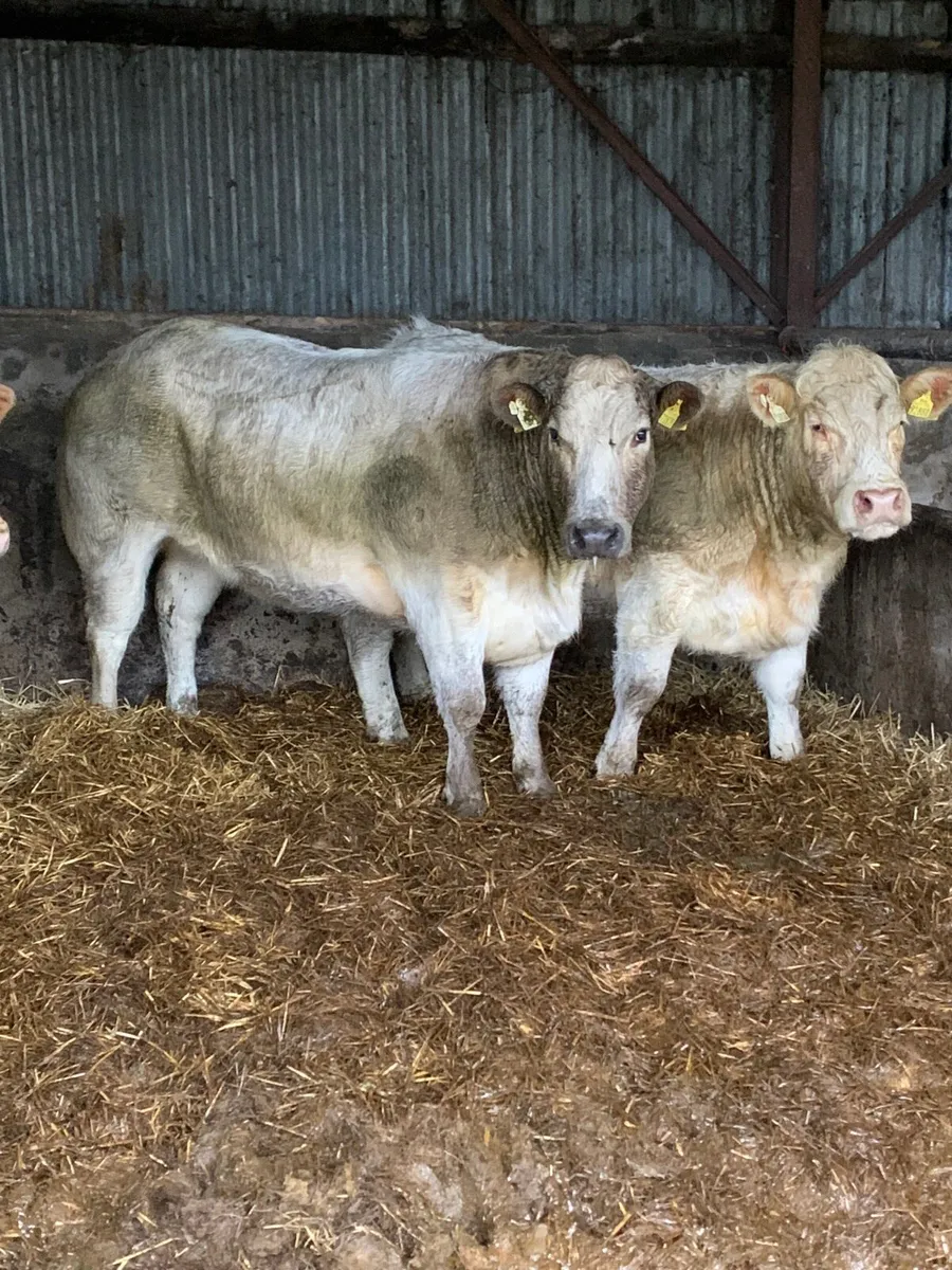 2 Top Quality BREEDING HEIFERS FOR SALE - Image 1