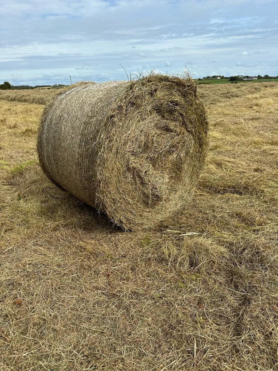Haylage - Image 1