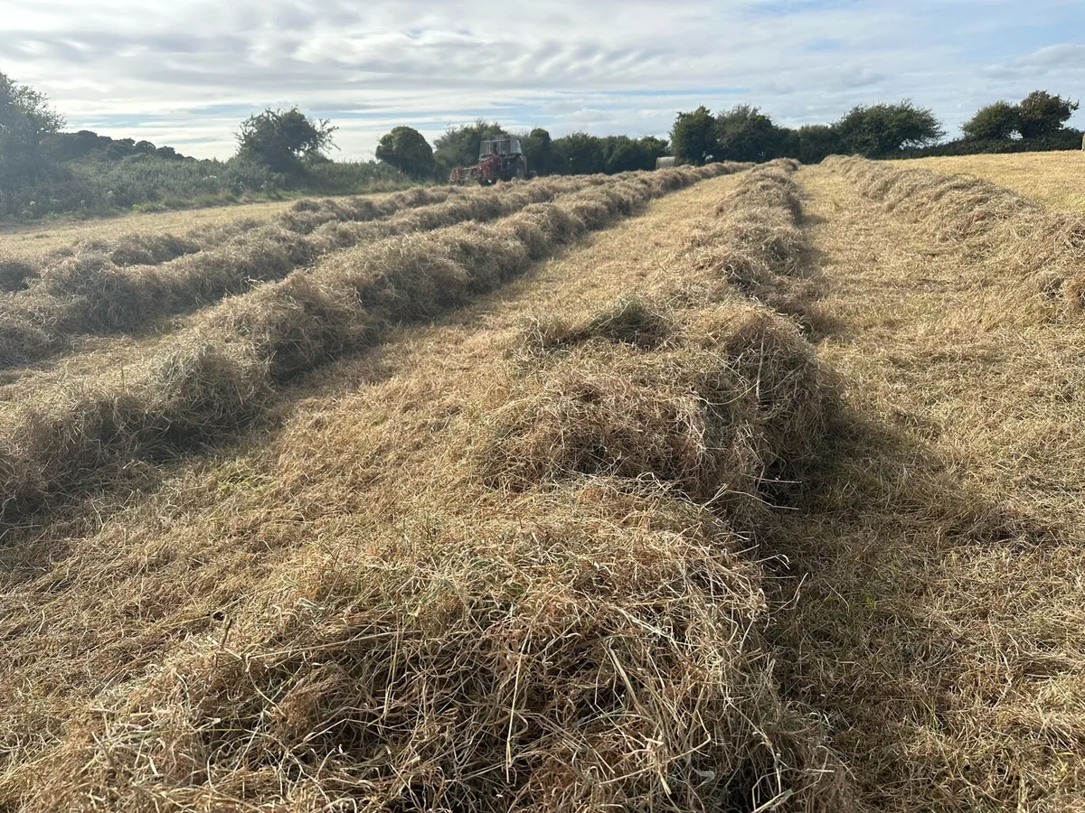 Haylage - Image 3