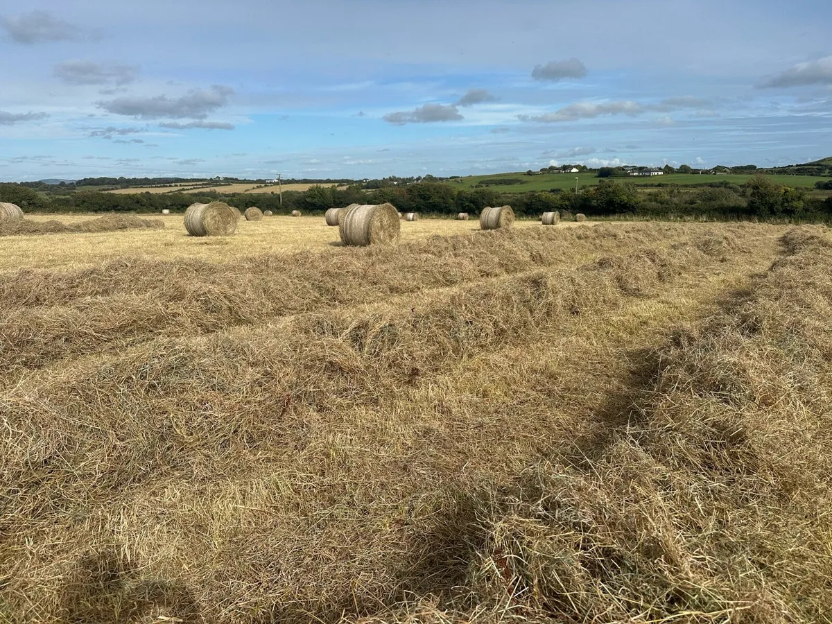 Haylage - Image 4