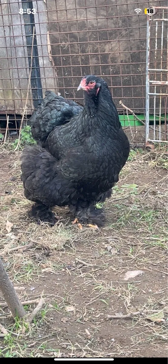 Brahma trio & more - Image 1