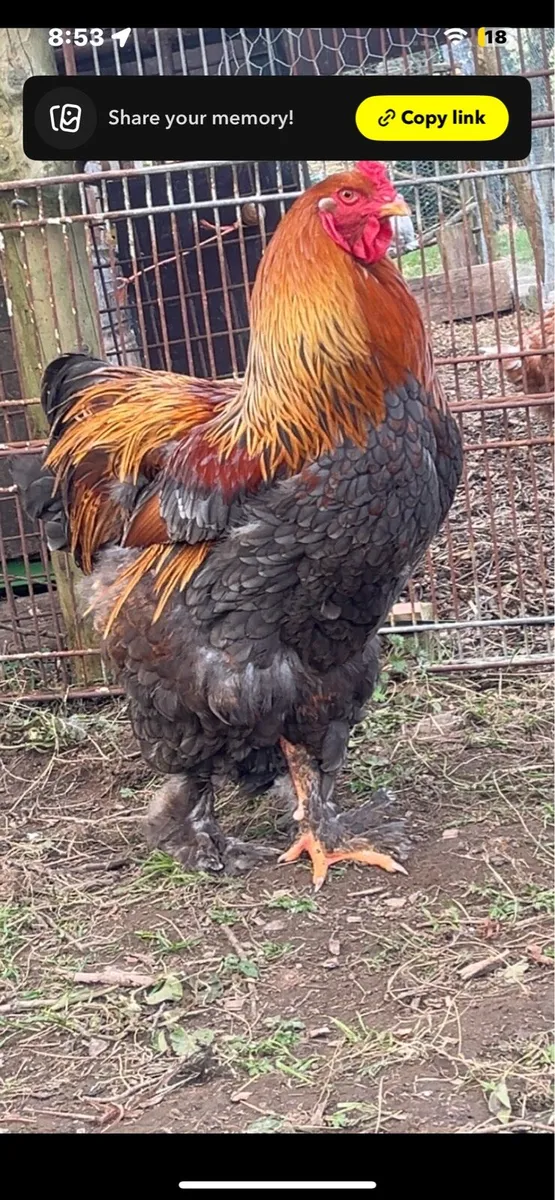 Brahma trio & more - Image 2