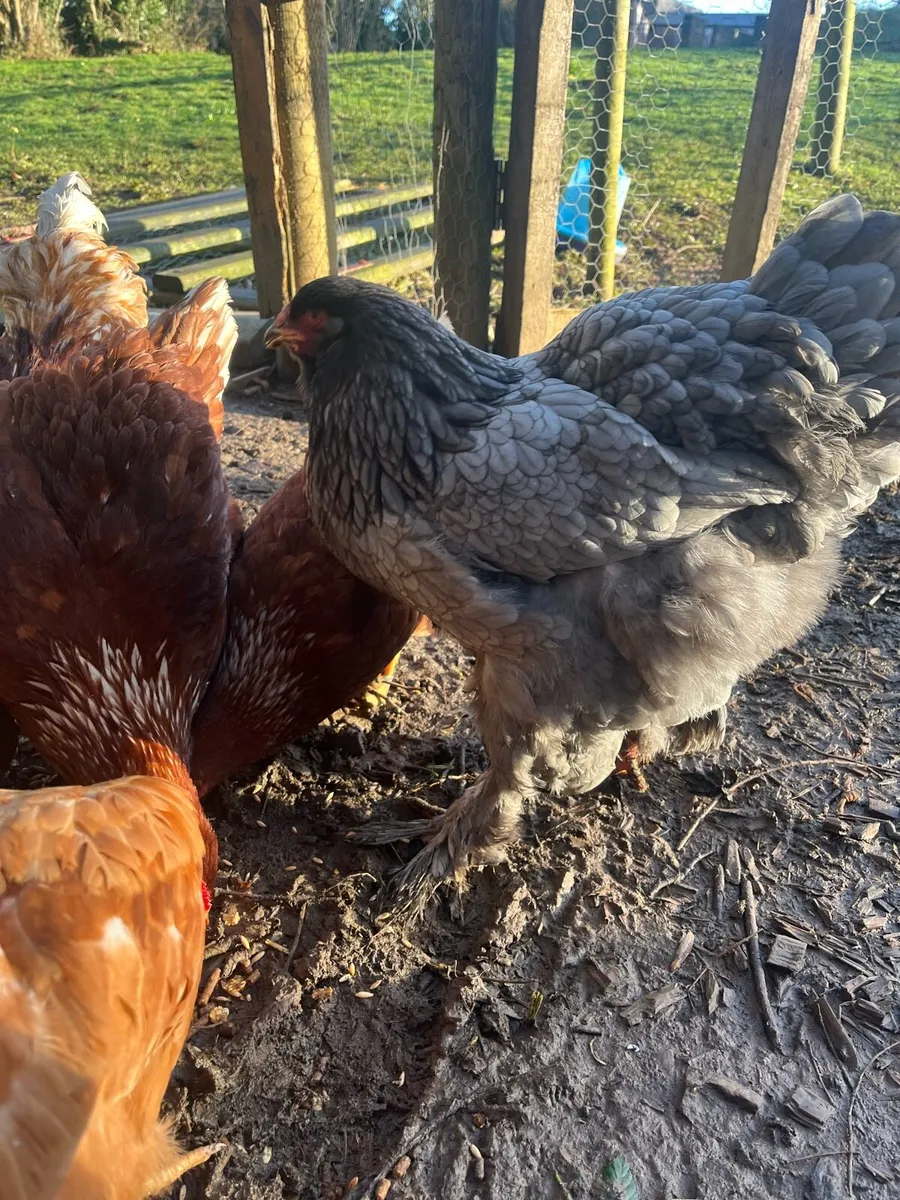 Brahma trio & more - Image 3