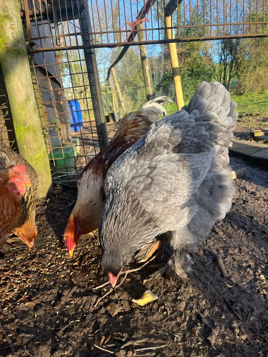 Brahma trio & more - Image 4