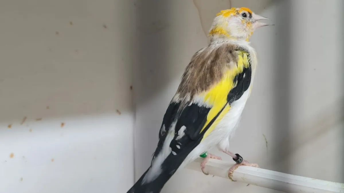 Siberian White Top and small cages - Image 2