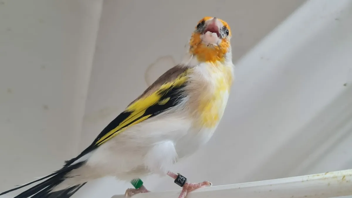 Siberian White Top and small cages - Image 1