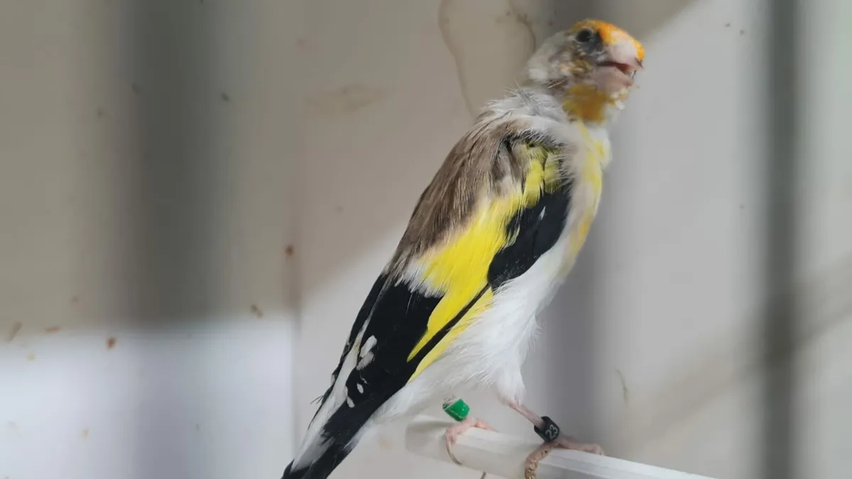 Siberian White Top and small cages - Image 3