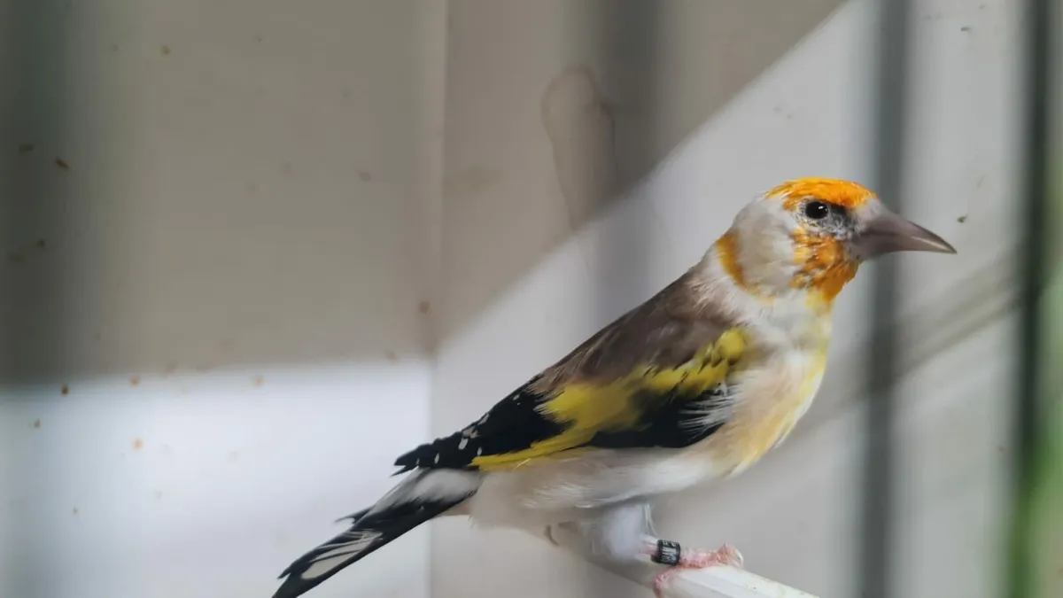 Siberian White Top and small cages - Image 4