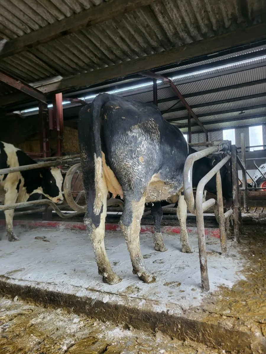 FR heifers spring calving - Image 2