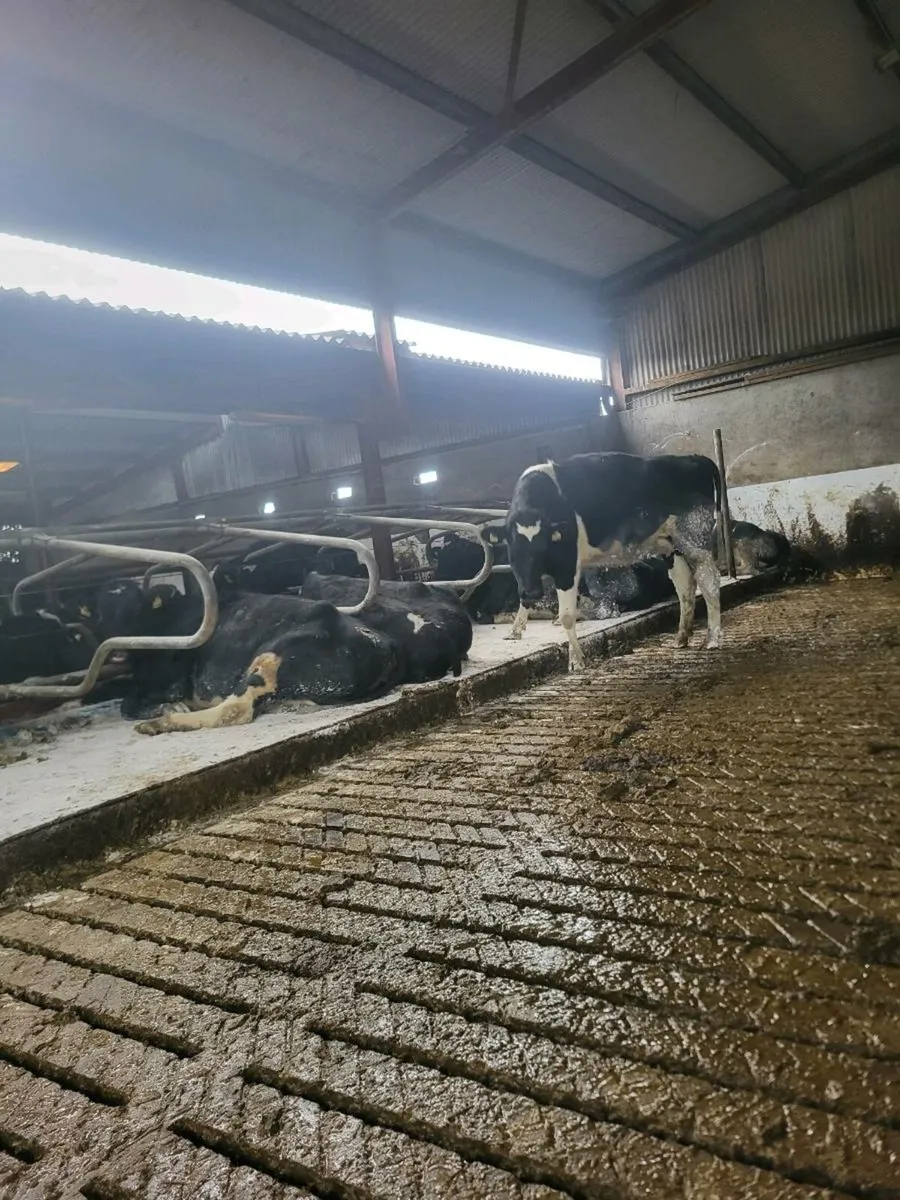 FR heifers spring calving - Image 3