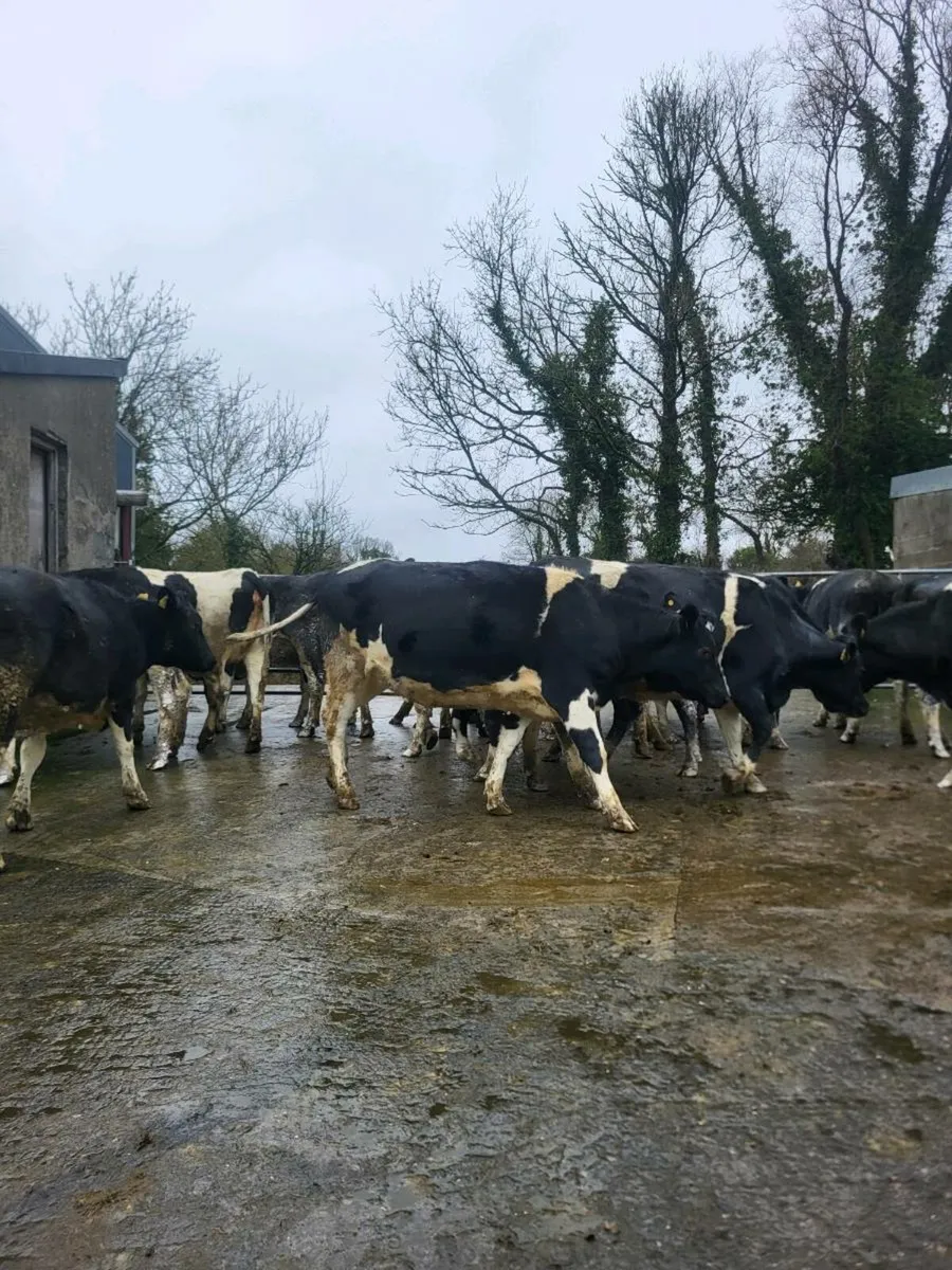 FR heifers spring calving - Image 1