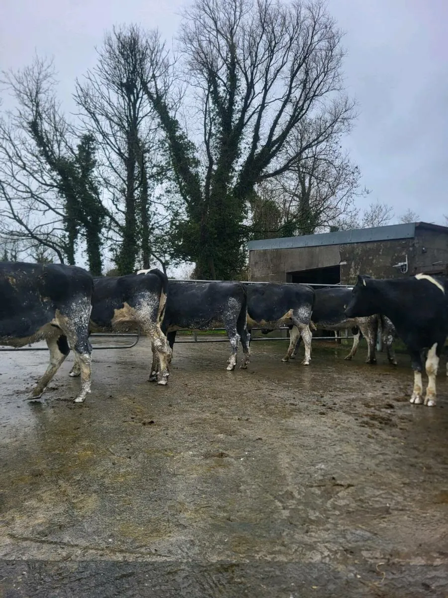 FR heifers spring calving - Image 4