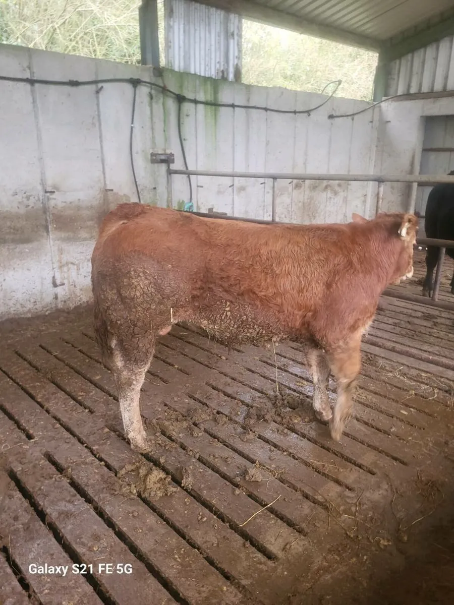 PBR Limousin bull - Image 3