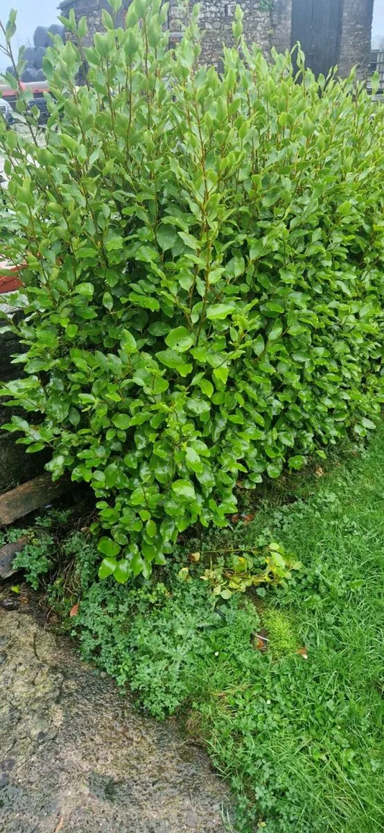 Griselinia hedge - Image 1