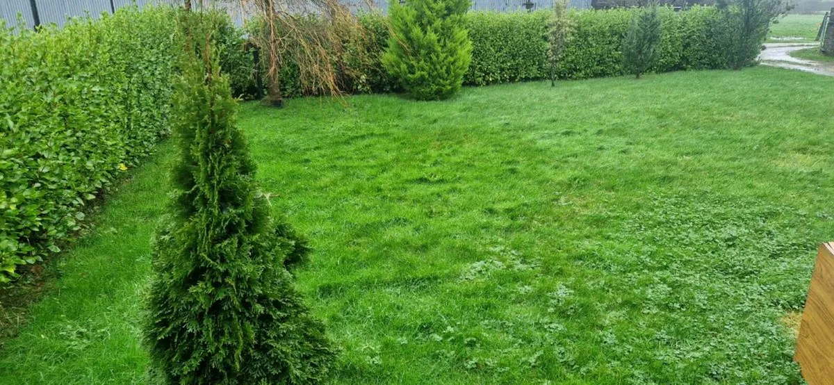 Griselinia hedge - Image 3