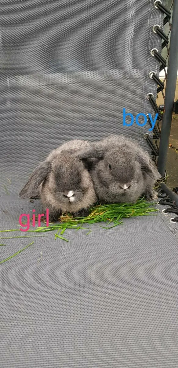 Purebred Mini lop Bunnies/rabbits🤩 - Image 1