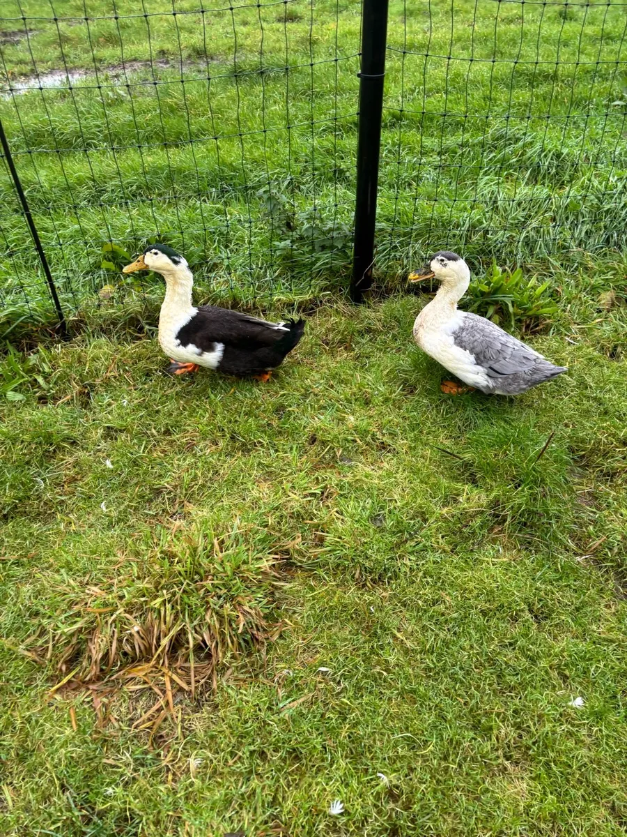 Ancona Ducks - Image 1
