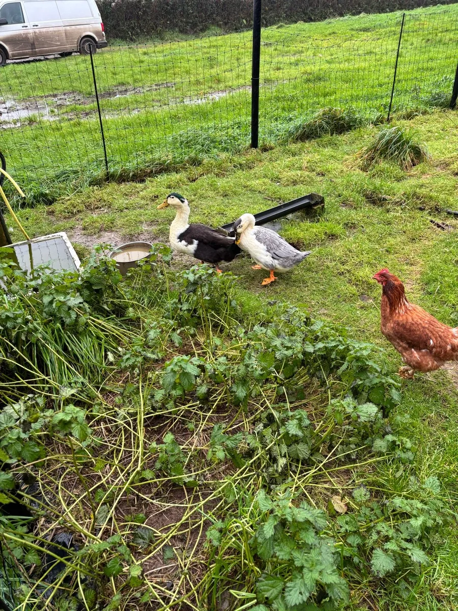 Ancona Ducks - Image 2